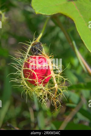 Reife Früchte der Passionsblume (Passiflora foetida var. Lanuginosa), bedeckt von Brakts, Galveston, Texas, USA. Stockfoto