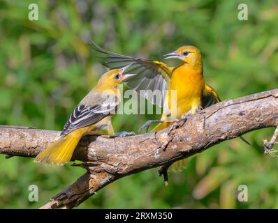 Young baltimore orioles (Icterus galbula) Fighting, Galveston, Texas, USA. Stockfoto
