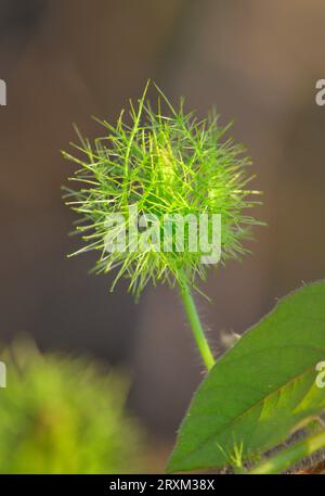 Blütenknospe der Passionsblume (Passiflora foetida var. Lanuginosa), bedeckt von Brakts, Galveston, Texas, USA. Stockfoto