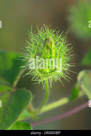 Blütenknospe der Passionsblume (Passiflora foetida var. Lanuginosa), bedeckt von Brakts, Galveston, Texas, USA. Stockfoto