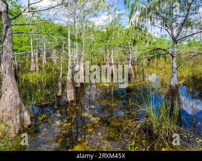 Drawf Cypress Tree im Pay-Hay-Okee-Gebiet des Everglades National Park, Florida, USA Stockfoto