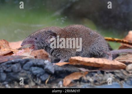 Novy Drahov, Tschechische Republik. September 2023 26. Heute überwachen Wissenschaftler das Vorkommen der Weißen Zahn-Spitzmaus (Crocidura russula) in der Region Tscheb, die hier am 26. September 2013 in Nowy Drahov abgebildet ist. Quelle: Slavomir Kubes/CTK Photo/Alamy Live News Stockfoto