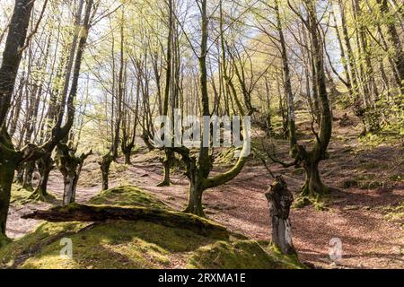 Natur-Rückzugsort: Reise durch die atemberaubende Landschaft des Belaustegui Beech Woodland Stockfoto