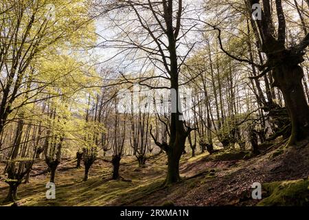 Verzauberte Erkundung: Majestätische Schönheit des Belaustegui Buchenwaldes im Gorbea Naturpark Stockfoto