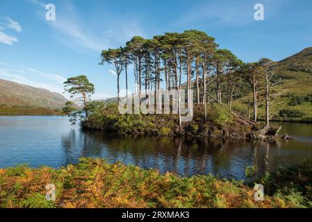 Eilean Na Moine, auf Loch Eilt, dem angeblichen Ort von Albus Dumbledores Grab, Lochaber, Schottland, Großbritannien Stockfoto