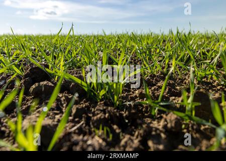 Tautropfen auf das grüne Gras im Herbst, Anbau von Winterweizen und erste Weizensprossen in der Herbstsaison auf dem Feld Stockfoto