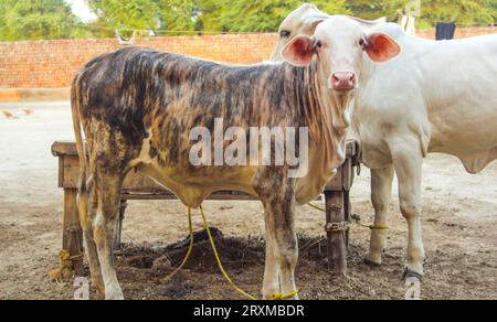 Fangen Sie die amerikanische Brahman-Kuh ein. Baby-Kuh der amerikanischen Brahman-Rasse. Der Brahman ist eine amerikanische Rasse von Zebuin-Taurin-Hybridrindern. Pakistanisch Stockfoto