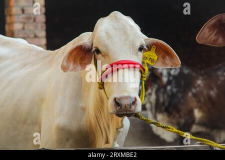 Fangen Sie die amerikanische Brahman-Kuh ein. Baby-Kuh der amerikanischen Brahman-Rasse. Der Brahman ist eine amerikanische Rasse von Zebuin-Taurin-Hybridrindern. Pakistanisch Stockfoto