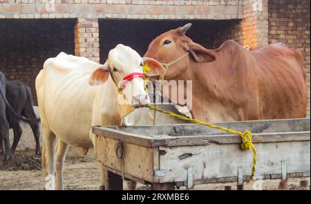 Fangen Sie die amerikanische Brahman-Kuh ein. Baby-Kuh der amerikanischen Brahman-Rasse. Der Brahman ist eine amerikanische Rasse von Zebuin-Taurin-Hybridrindern. Pakistanisch Stockfoto