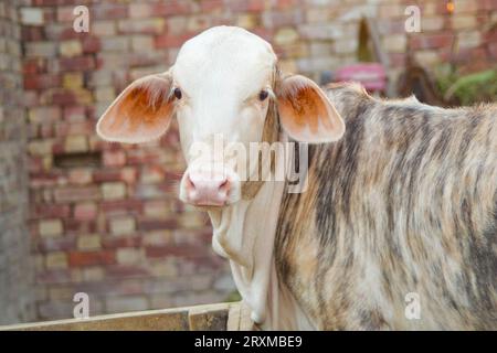 Fangen Sie die amerikanische Brahman-Kuh ein. Baby-Kuh der amerikanischen Brahman-Rasse. Der Brahman ist eine amerikanische Rasse von Zebuin-Taurin-Hybridrindern. Pakistanisch Stockfoto