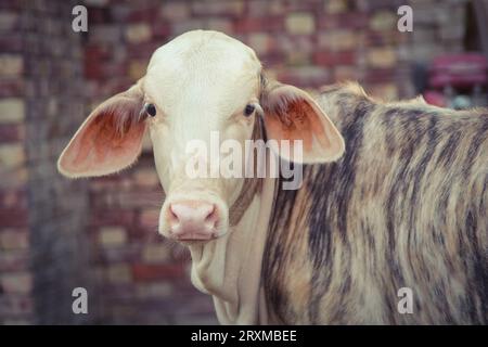 Fangen Sie die amerikanische Brahman-Kuh ein. Baby-Kuh der amerikanischen Brahman-Rasse. Der Brahman ist eine amerikanische Rasse von Zebuin-Taurin-Hybridrindern. Pakistanisch Stockfoto