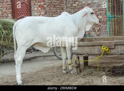 Fangen Sie die amerikanische Brahman-Kuh ein. Baby-Kuh der amerikanischen Brahman-Rasse. Der Brahman ist eine amerikanische Rasse von Zebuin-Taurin-Hybridrindern. Pakistanisch Stockfoto