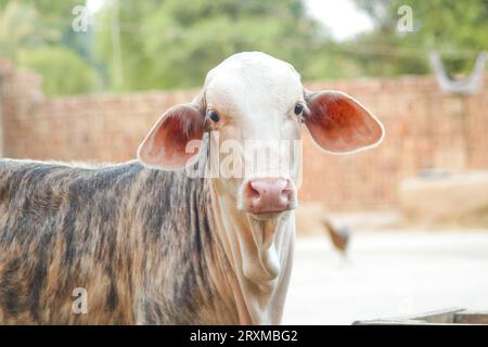 Fangen Sie die amerikanische Brahman-Kuh ein. Baby-Kuh der amerikanischen Brahman-Rasse. Der Brahman ist eine amerikanische Rasse von Zebuin-Taurin-Hybridrindern. Pakistanisch Stockfoto