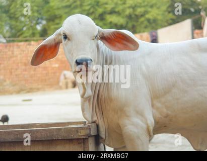 Fangen Sie die amerikanische Brahman-Kuh ein. Baby-Kuh der amerikanischen Brahman-Rasse. Der Brahman ist eine amerikanische Rasse von Zebuin-Taurin-Hybridrindern. Pakistanisch Stockfoto