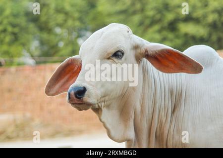 Fangen Sie die amerikanische Brahman-Kuh ein. Baby-Kuh der amerikanischen Brahman-Rasse. Der Brahman ist eine amerikanische Rasse von Zebuin-Taurin-Hybridrindern. Pakistanisch Stockfoto