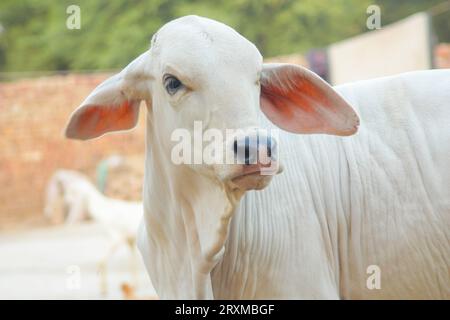 Fangen Sie die amerikanische Brahman-Kuh ein. Baby-Kuh der amerikanischen Brahman-Rasse. Der Brahman ist eine amerikanische Rasse von Zebuin-Taurin-Hybridrindern. Pakistanisch Stockfoto