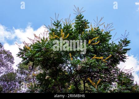 Koelreuteria paniculata. Gelbe Blüten der Pflanze vor dem blauen Himmel Stockfoto