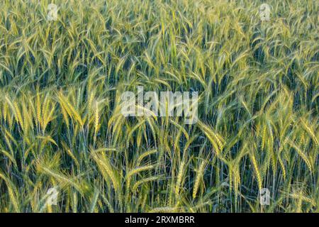 Fang von Weichweizen. Weichweizenfeld. Triticale mit selektivem Fokus auf das Thema. Gerste mit verschwommenem Hintergrund. Rechtschreibung. Einkorn Weizen. Stockfoto