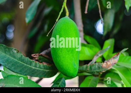 Unreife grüne Mangos hängen auf Branch. Frische grüne Mango auf dem Baum. Hängende grüne Mangos. Ein Haufen Mangos Mangos mit Baum. Rohe Mangos hängen am Baum Stockfoto