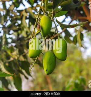 Unreife grüne Mangos hängen auf Branch. Frische grüne Mango auf dem Baum. Hängende grüne Mangos. Ein Haufen Mangos Mangos mit Baum. Rohe Mangos hängen am Baum Stockfoto