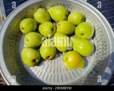 Nahaufnahme eines Haufens süßer Jujubes im Topf bei Sonnenlicht. Frischer, reifer Jujube nach der Ernte. Köstliches asiatisches pakistanisches Jujube-Obst. Natürliche Lebensmittel. Süß Stockfoto