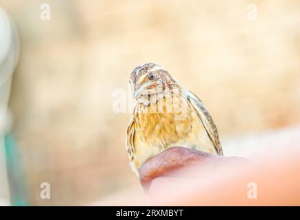 Der Mann hält die Wachtel in der Hand. Wilde Hauswachteln – coturnix coturnix oder Europäische Wachteln – sind ein kleiner Bodennestvogel im Fasan Stockfoto