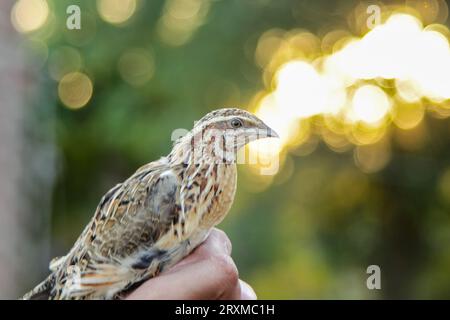 Der Mann hält die Wachtel in der Hand. Wilde Hauswachteln – coturnix coturnix oder Europäische Wachteln – sind ein kleiner Bodennestvogel im Fasan Stockfoto