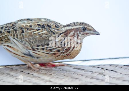 Der Mann hält die Wachtel in der Hand. Wilde Hauswachteln – coturnix coturnix oder Europäische Wachteln – sind ein kleiner Bodennestvogel im Fasan Stockfoto