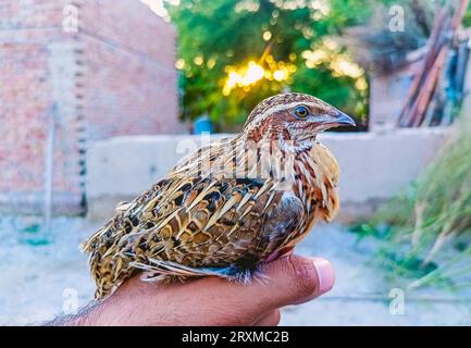 Der Mann hält die Wachtel in der Hand. Wilde Hauswachteln – coturnix coturnix oder Europäische Wachteln – sind ein kleiner Bodennestvogel im Fasan Stockfoto