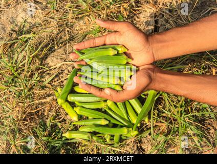 Nahaufnahme von Marienfinger-Gemüse zur Hand. Nahaufnahme von Okra .Lady Fingers. Lady Finger oder Okra-Gemüse auf dem Bauernhof. Plantage von natürlichem Okra. Stockfoto