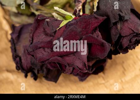 Eine alte trockene Rose mit Krümeln von trockenen Blütenblättern, eine alte getrocknete Rose mit vielen zerbrochenen Knospenblüten Stockfoto