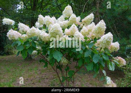 Hydrangea paniculata dolly, ein buschiger, aufrechter Laubstrauch mit eiförmigen, glänzenden dunklen Blättern und großen konischen Panicles aus weißen Creme-Blüten Stockfoto
