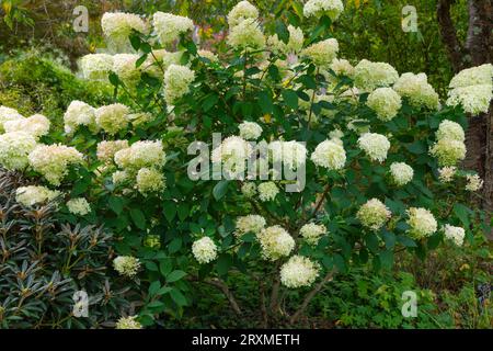 Hydrangea Rampenlicht, ein robuster, aufrecht stehender Sträucher, der helllindgrüne Röschen mit durchgehendem weiß produziert Stockfoto