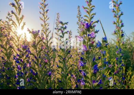 Das Foto zeigt lila Wildblumen vor dem Hintergrund eines Sonnenuntergangs. Stockfoto