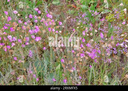 Das Foto wurde in der wilden Steppe der Ukraine aufgenommen. Auf dem Foto, Wildblumen genannt - Immortelle lila. Stockfoto