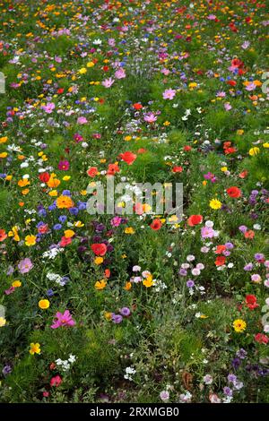 Wild Flowers on Cliff Walk Penarth South Wales UK Stockfoto