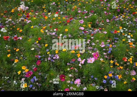 Wild Flowers on Cliff Walk Penarth South Wales UK Stockfoto