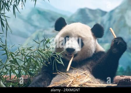 (230926) -- WUHAN, 26. September 2023 (Xinhua) -- dieses Foto, das am 26. September 2023 aufgenommen wurde, zeigt den Riesenpanda 'Mengmeng' im Wuhan Zoo in Wuhan, der zentralchinesischen Provinz Hubei. Zwei riesige Pandas kamen am 9. September im Zoo an. Die Pandas, die vom China Conservation and Research Center for the Giant Panda in der südwestchinesischen Provinz Sichuan stammen, stellen eine bedeutende Erweiterung der Familie des Zoos dar. Das Männchen namens Wulin kam am 28. Juni 2019 in diese Welt, während das Weibchen Mengmeng am 17. Oktober desselben Jahres geboren wurde. Quelle: Xinhua/Alamy Live News Stockfoto