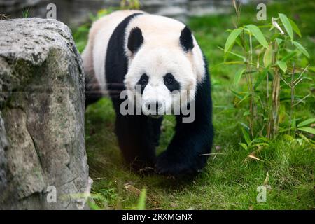 (230926) -- WUHAN, 26. September 2023 (Xinhua) -- dieses Foto, das am 26. September 2023 aufgenommen wurde, zeigt den riesigen Panda 'Wulin' im Wuhan Zoo in Wuhan, der zentralchinesischen Provinz Hubei. Zwei riesige Pandas kamen am 9. September im Zoo an. Die Pandas, die vom China Conservation and Research Center for the Giant Panda in der südwestchinesischen Provinz Sichuan stammen, stellen eine bedeutende Erweiterung der Familie des Zoos dar. Das Männchen namens Wulin kam am 28. Juni 2019 in diese Welt, während das Weibchen Mengmeng am 17. Oktober desselben Jahres geboren wurde. Quelle: Xinhua/Alamy Live News Stockfoto
