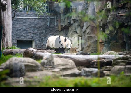 (230926) -- WUHAN, 26. September 2023 (Xinhua) -- dieses Foto, das am 26. September 2023 aufgenommen wurde, zeigt den riesigen Panda 'Wulin' im Wuhan Zoo in Wuhan, der zentralchinesischen Provinz Hubei. Zwei riesige Pandas kamen am 9. September im Zoo an. Die Pandas, die vom China Conservation and Research Center for the Giant Panda in der südwestchinesischen Provinz Sichuan stammen, stellen eine bedeutende Erweiterung der Familie des Zoos dar. Das Männchen namens Wulin kam am 28. Juni 2019 in diese Welt, während das Weibchen Mengmeng am 17. Oktober desselben Jahres geboren wurde. Quelle: Xinhua/Alamy Live News Stockfoto