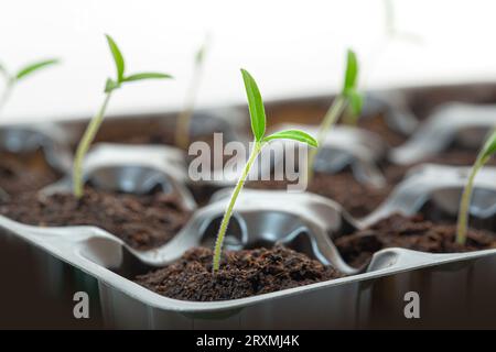 Close-up von gekeimten Pflanzen . Nahrung für einen gesunden Lebensstil. Nahaufnahme des mikrogrünen Hintergrunds. Frischer Frühlingshintergrund mikrogrüner Pflanzen Stockfoto