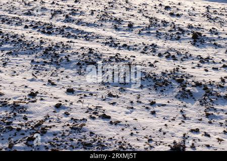 Gepflügter Ackerboden im Winter bei kaltem Wetter, bedeckt mit schneegepflügtem Feld zur Aussaat im Frühling Stockfoto