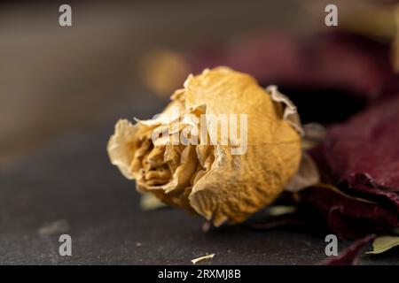 Eine alte trockene Rose mit Krümeln von trockenen Blütenblättern, eine alte getrocknete Rose mit vielen zerbrochenen Knospenblüten Stockfoto