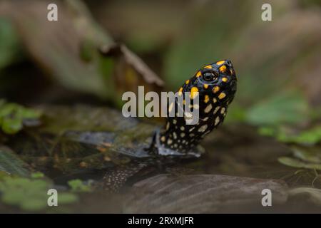 Nahaufnahme des Seitenprofils einer gefleckten Schildkröte aus einem Teich am Rande des Kaziranga-Nationalparks, Assam Stockfoto