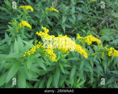 Goldenrod (lat. Solidago virgaurea) ist eine ausdauernde krautige Pflanzenart der Gattung Goldenrod der Aster Stockfoto