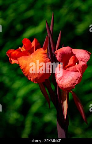 Die orange rote Iris verleiht der Blumenschönheit des Italian Garden in den historischen Butchart Gardens in der Nähe von Victoria auf Vancouver Island, British Colu, eine verführerische Farbe Stockfoto