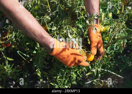 Farmer ernten in Baumwoll-Gartenhandschuhen. Anbau von gelben Tomaten im Garten Stockfoto