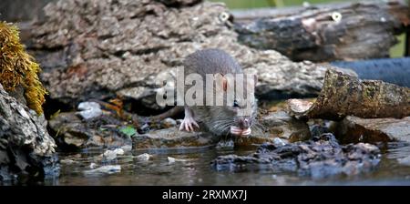 Braune Ratten unten auf der Farm Stockfoto