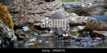 Braune Ratten unten auf der Farm Stockfoto