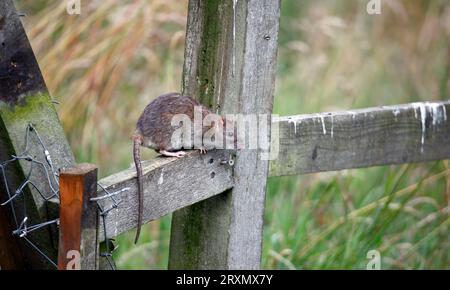 Braune Ratten unten auf der Farm Stockfoto